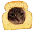 bread-cat